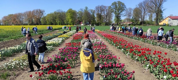 Każdy kto podziwiał odmiany delektował się bogactwem barw, kształtów. Kwiaty tulipana mogą być jednobarwne,  wielobarwne, postrzępione, papuzie, niskie, wysokie