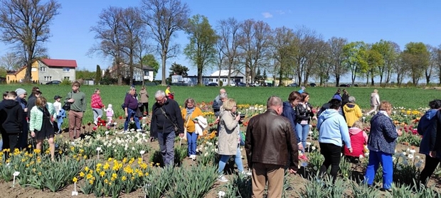 Goście Dni Pola będąc na polu mogli zobaczyć, porównać w jednym miejscu ponad trzysta odmian tulipana i ponad sto odmian narcyza w okresie kwitnienia