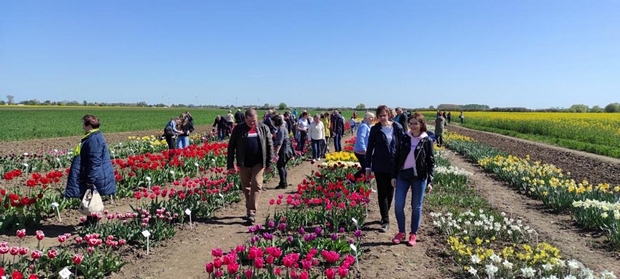 Goście przebywając wśród odmian tulipana i narcyza mogli dotykać płatki kwiatów, czuć roznoszone zapachy