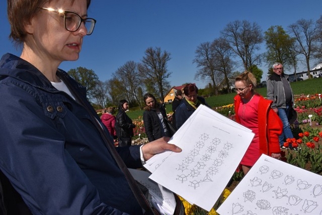 Prowadząca kolekcje odmian tulipana i narcyza Agnieszka Buńkowska zwróciła uwagę na cechy mierzalne jak i walory estetyczne różnicujące odmiany tulipana i narcyza