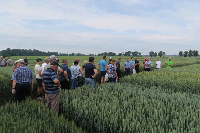 Przegląd odmian w pszenicy ozimej PDO