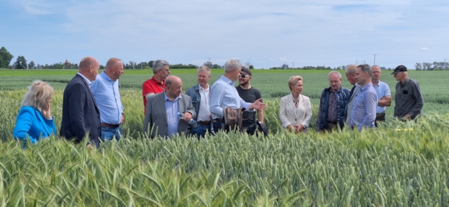 Przegląd doświadczenia z rzepakiem ozimym